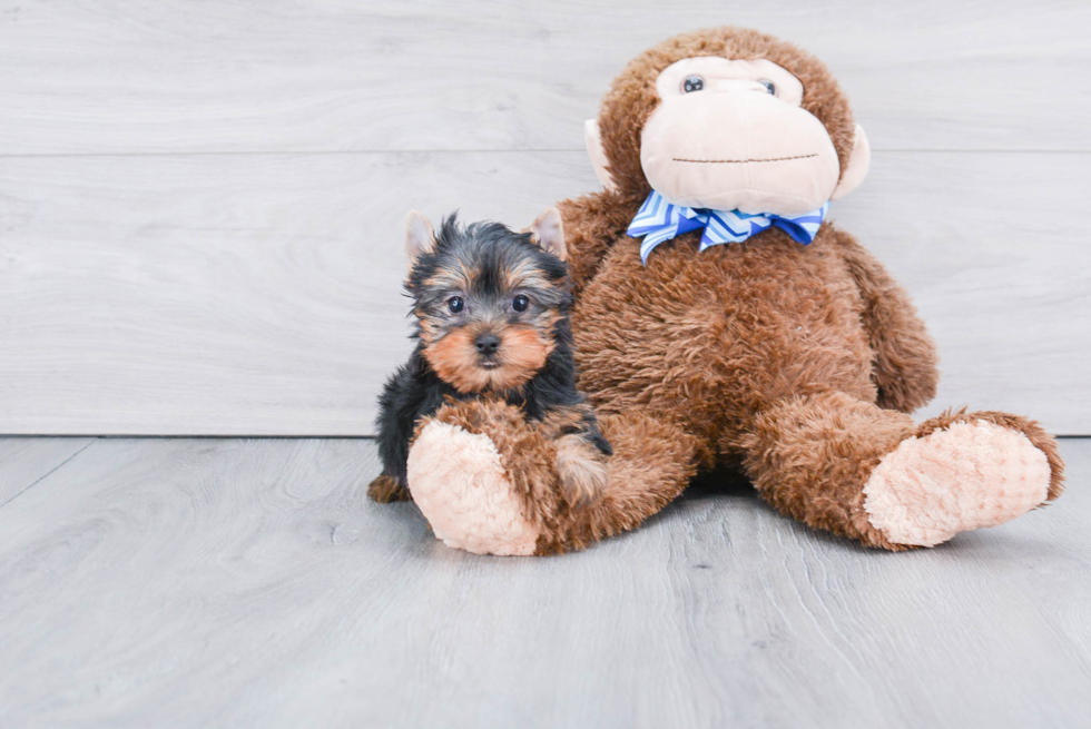 Meet Victoria - our Yorkshire Terrier Puppy Photo 