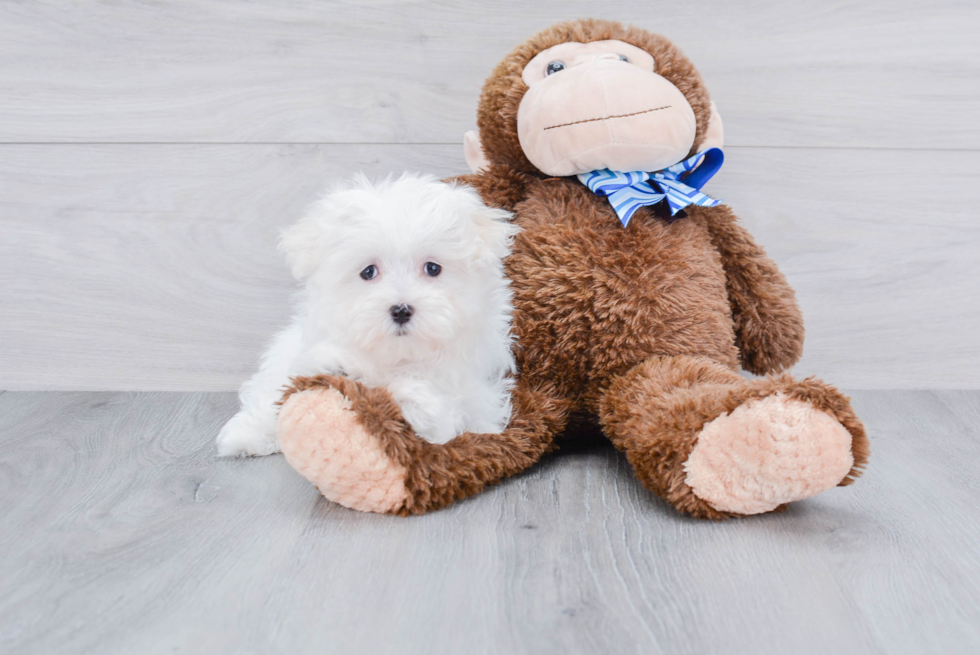 Maltese Pup Being Cute