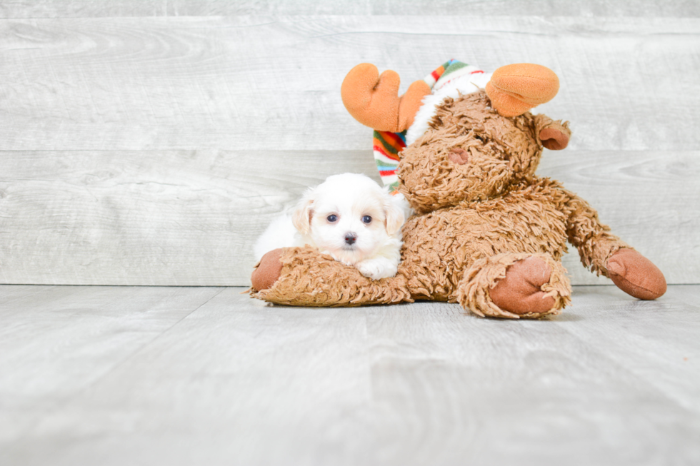 Smart Maltipoo Poodle Mix Pup