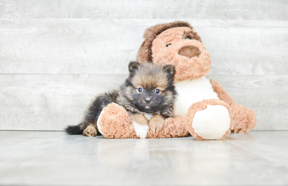 Fluffy Pomeranian Purebred Puppy