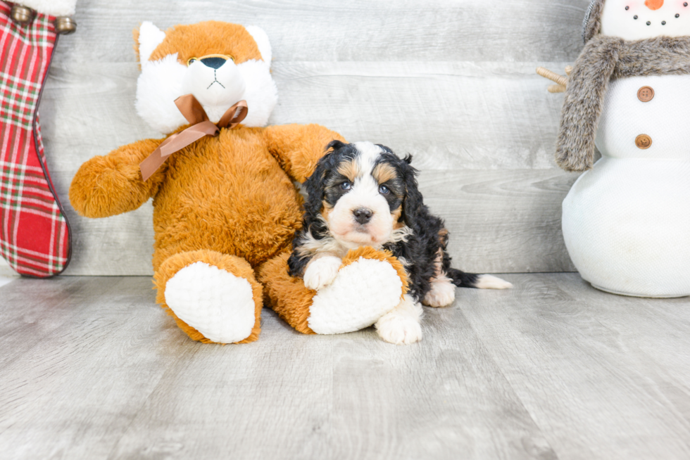 Best Mini Bernedoodle Baby