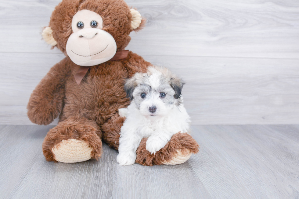 Havanese Puppy for Adoption