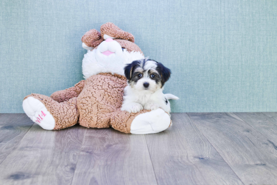 Morkie Pup Being Cute