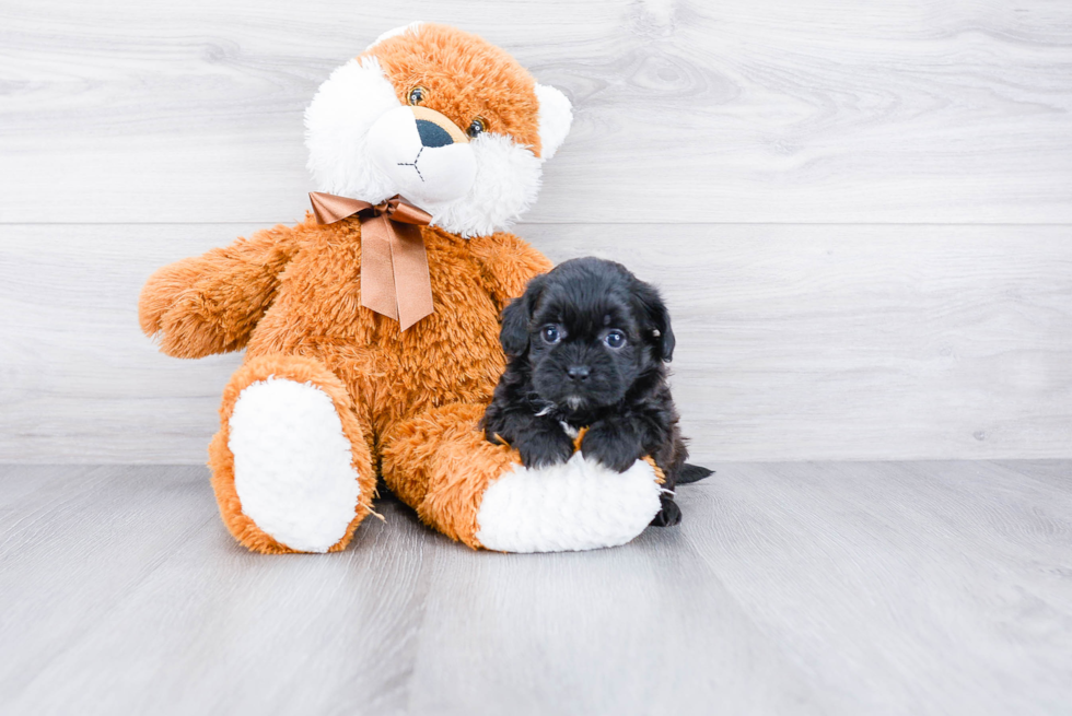 Teddy Bear Pup Being Cute