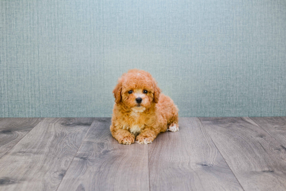 Cute Cavapoo Baby