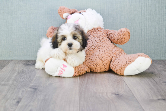 Petite Teddy Bear Designer Pup