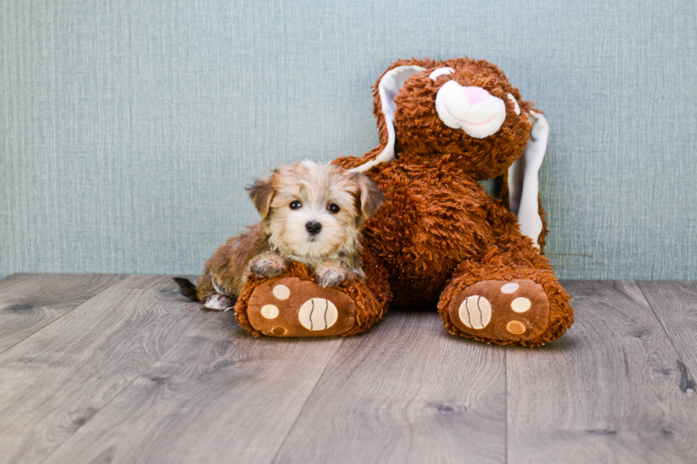 Best Morkie Baby