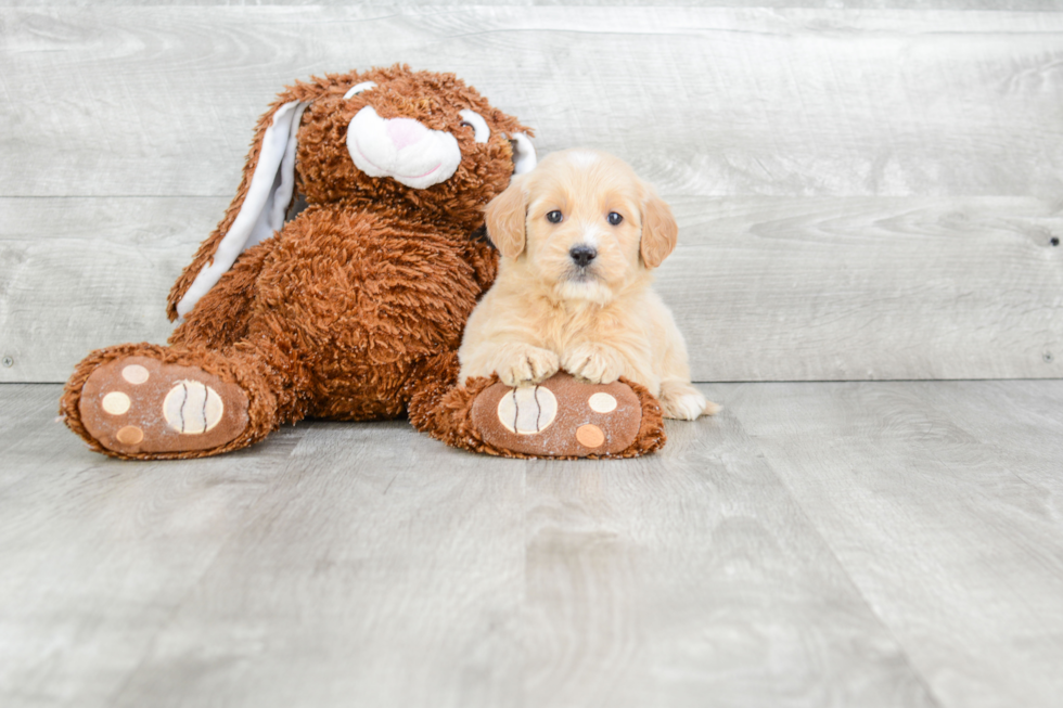 Adorable Golden Retriever Poodle Mix Puppy