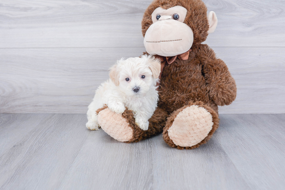 Cute Maltipoo Baby