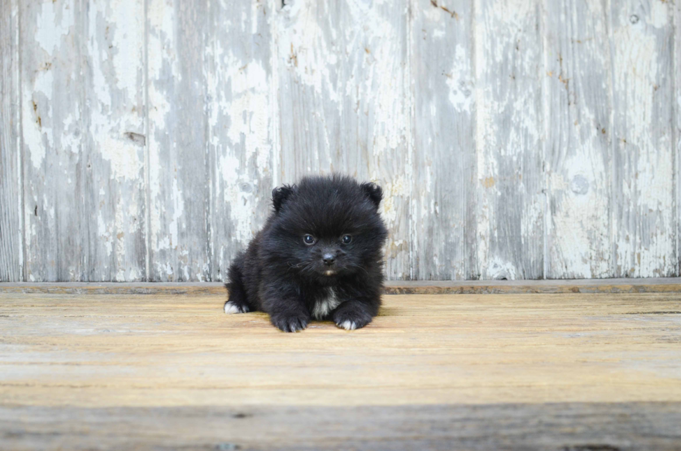 Pomeranian Puppy for Adoption