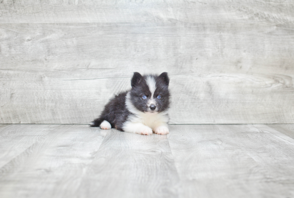 Smart Pomsky Designer Pup