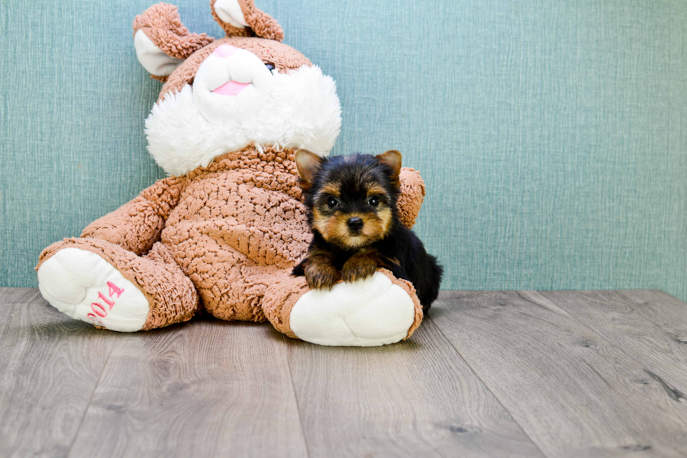 Meet Tinkerbell - our Yorkshire Terrier Puppy Photo 