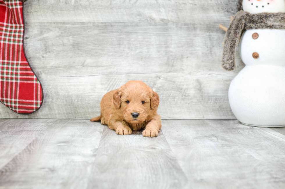 Fluffy Mini Goldendoodle Poodle Mix Pup