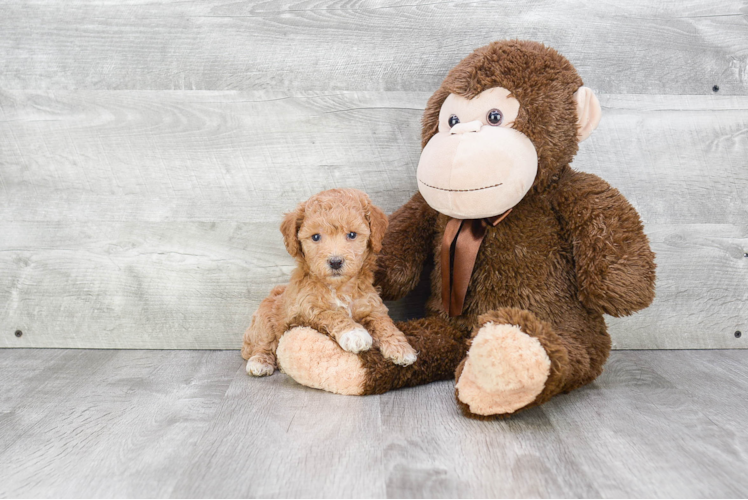 Friendly Maltipoo Baby