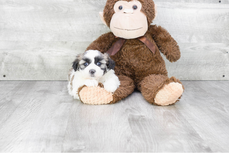 Happy Teddy Bear Baby
