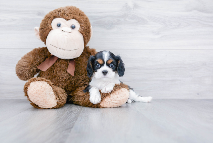 Little Cavalier King Charles Spaniel Baby