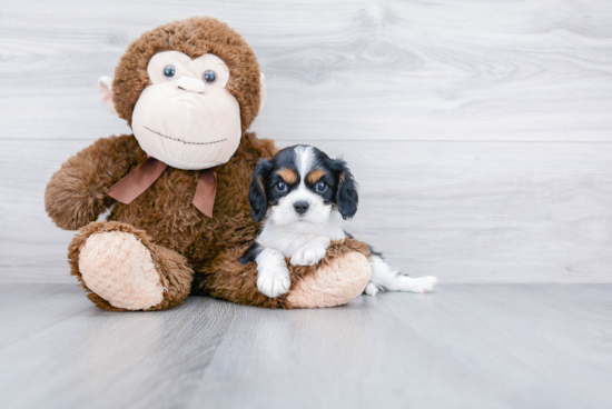 Little Cavalier King Charles Spaniel Baby