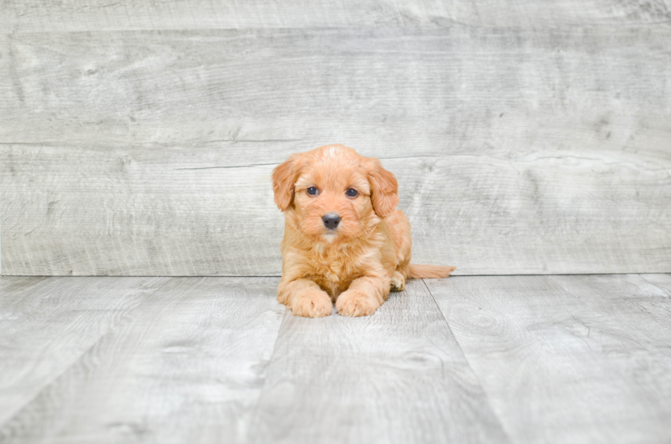 Mini Bernedoodle Puppy for Adoption