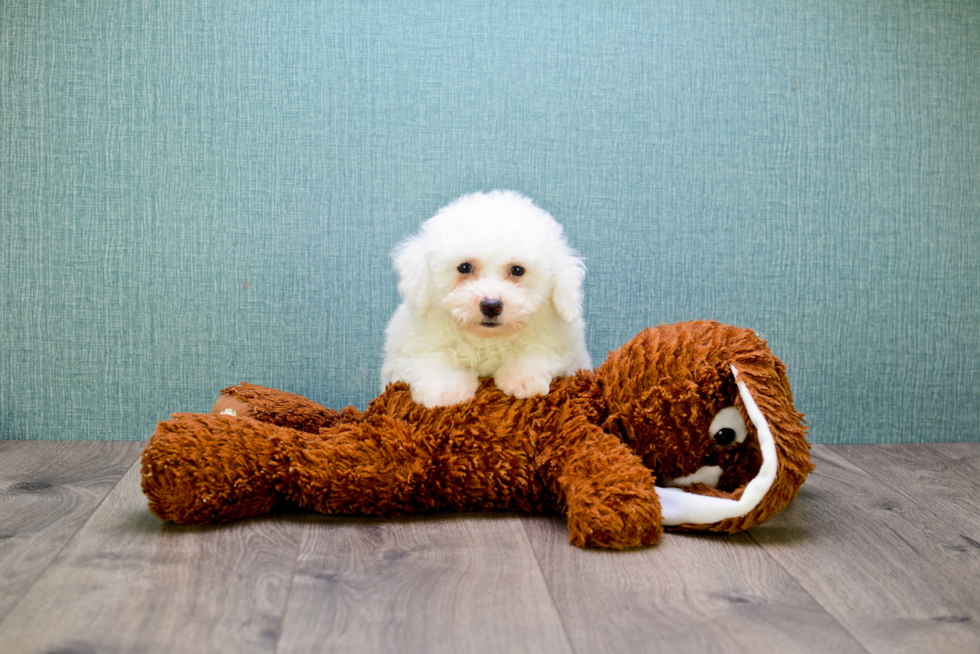 Small Bichon Frise Baby