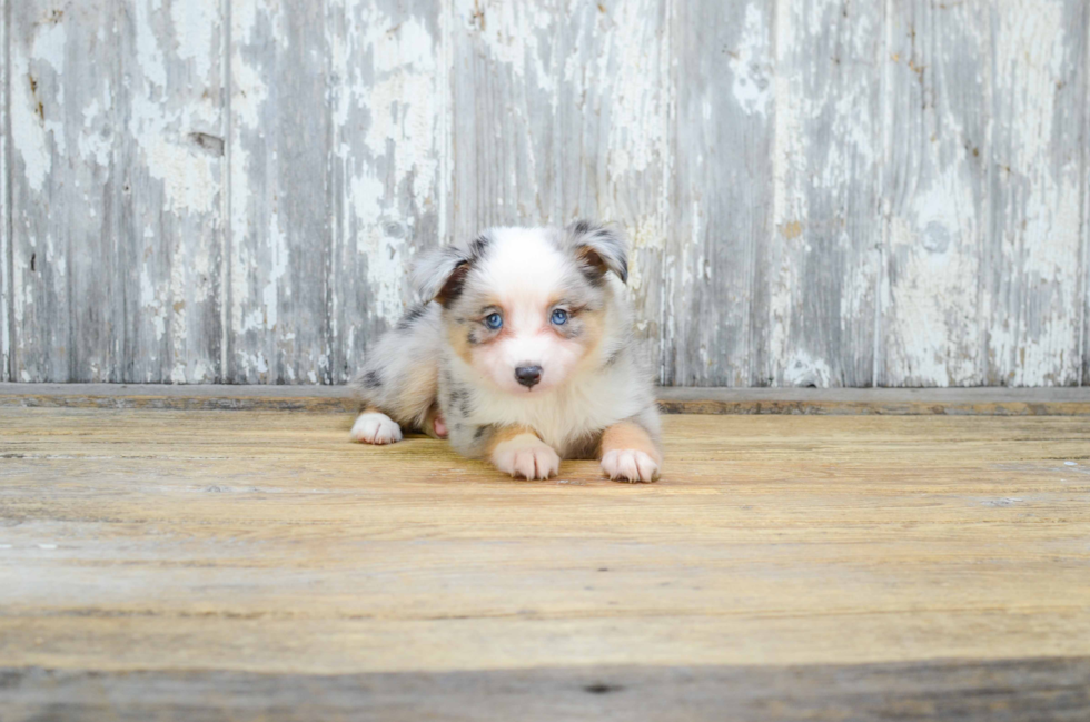 Best Mini Aussiedoodle Baby