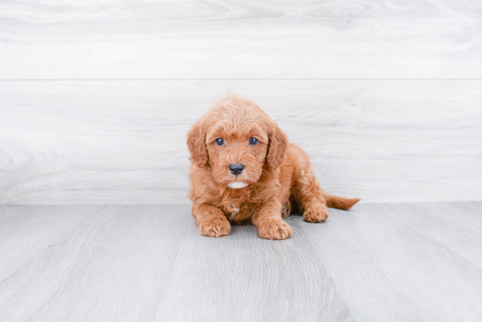 Mini Goldendoodle Puppy for Adoption