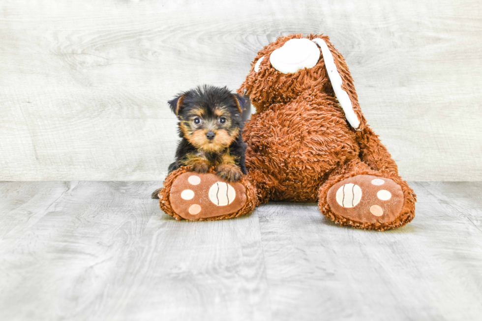 Meet Zoro - our Yorkshire Terrier Puppy Photo 