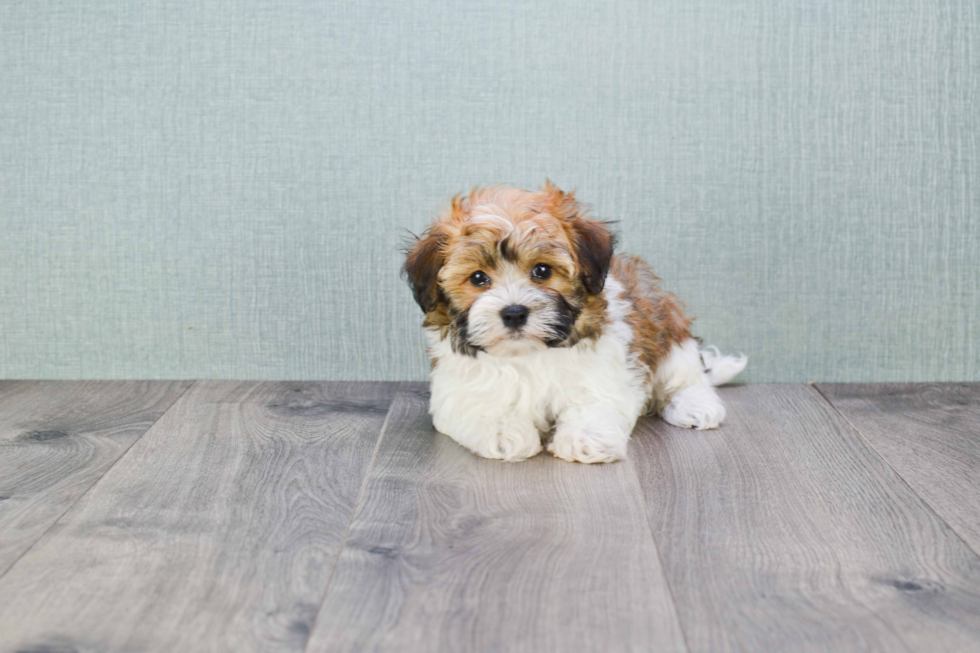 Best Havanese Baby