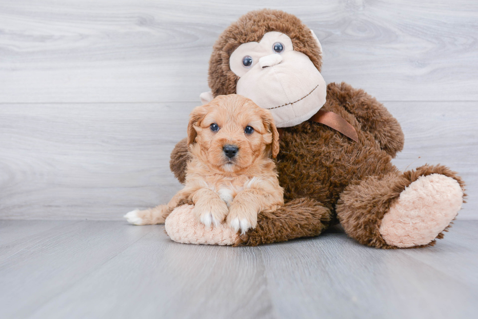 Hypoallergenic Cavoodle Poodle Mix Puppy