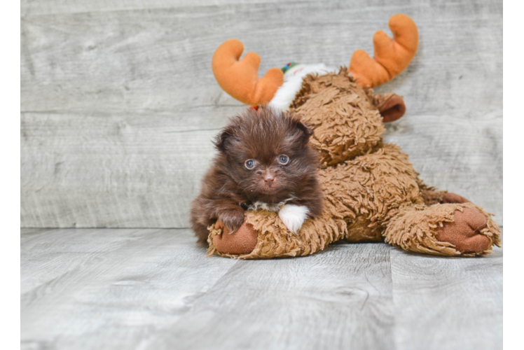 Petite Pomeranian Purebred Puppy