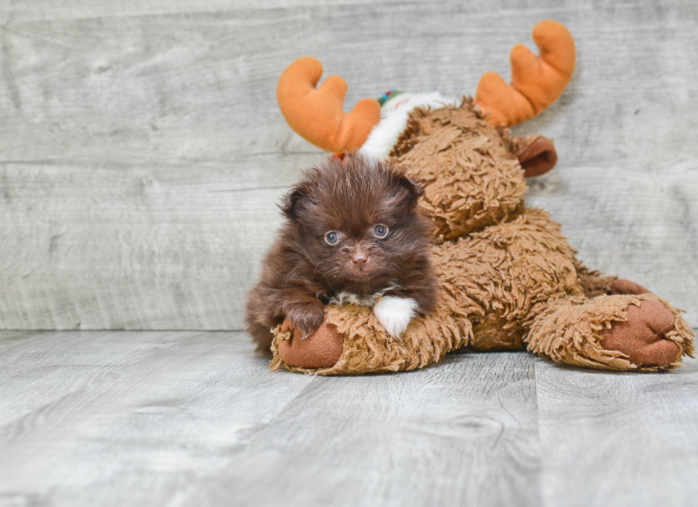 Petite Pomeranian Purebred Puppy