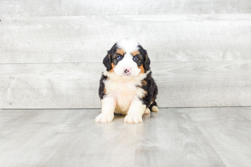 Funny Mini Bernedoodle Poodle Mix Pup