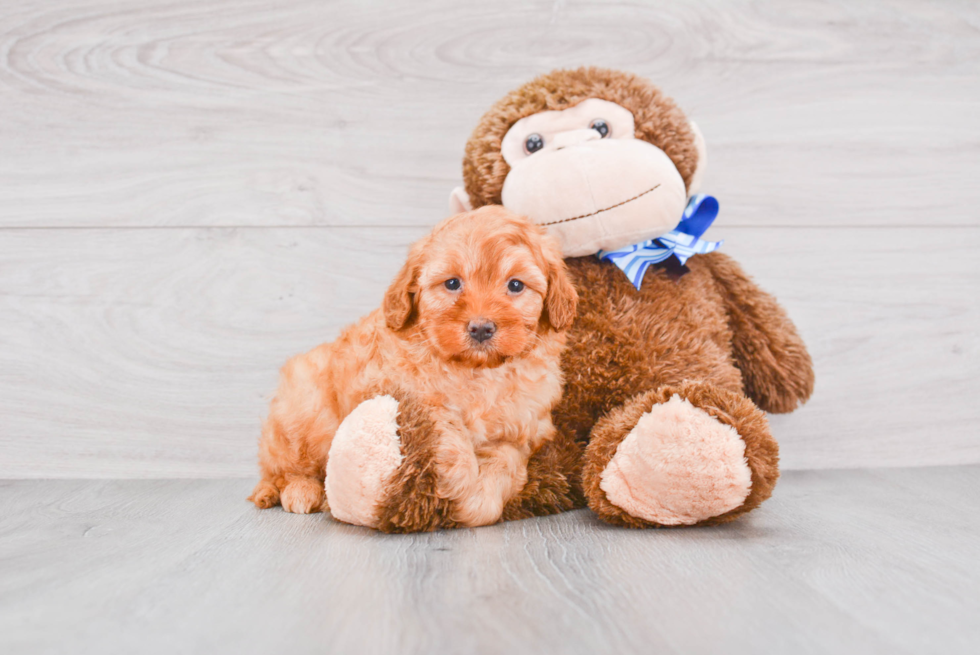 Little Golden Retriever Poodle Mix Puppy