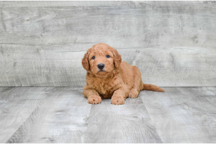 Mini Goldendoodle Puppy for Adoption