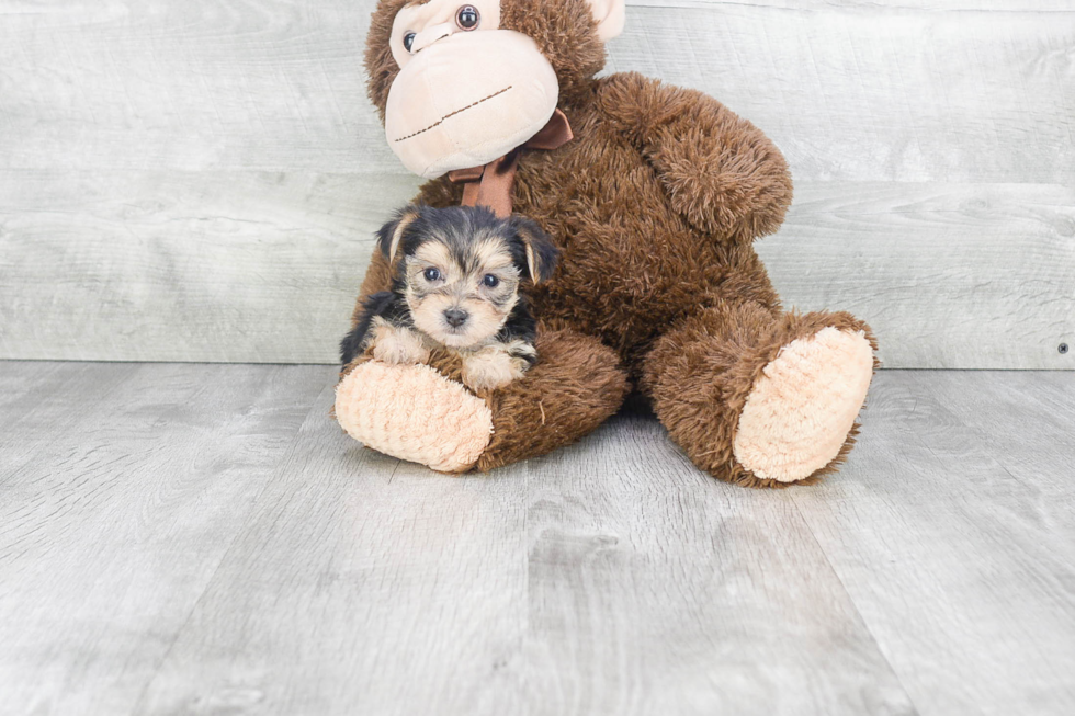 Morkie Pup Being Cute