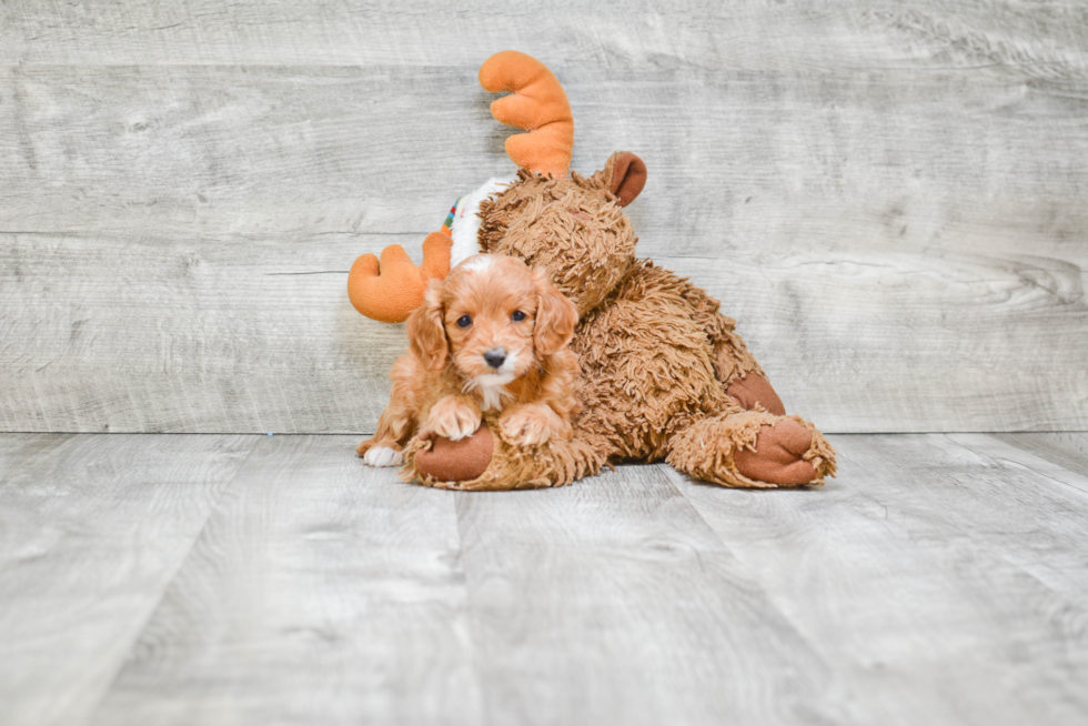 Cavapoo Pup Being Cute