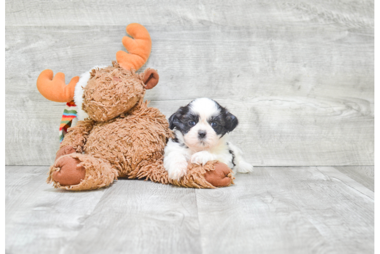 Friendly Teddy Bear Baby