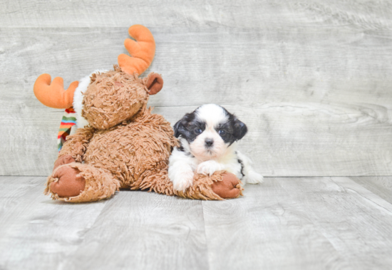 Friendly Teddy Bear Baby