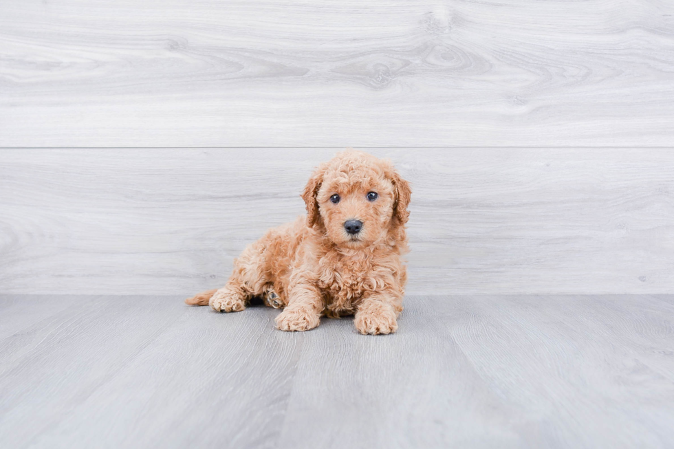 Energetic Golden Retriever Poodle Mix Puppy