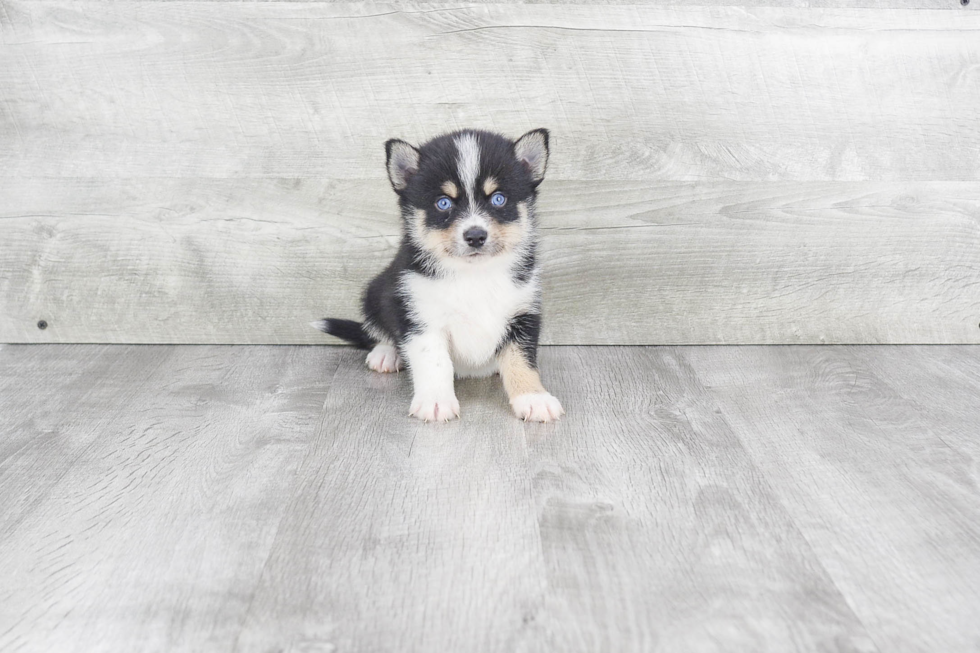 Pomsky Pup Being Cute