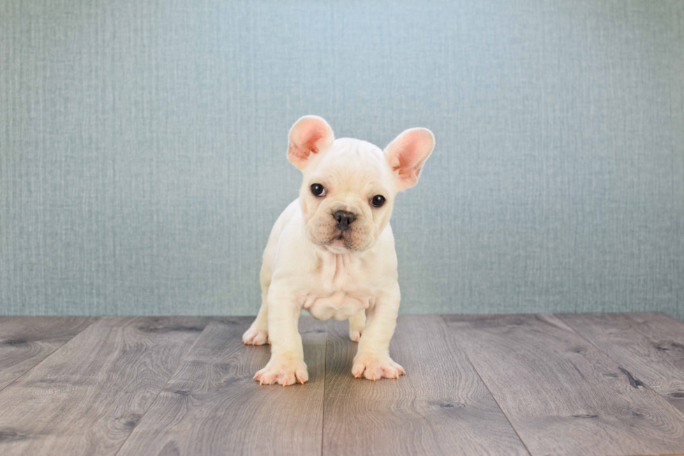 Best French Bulldog Baby