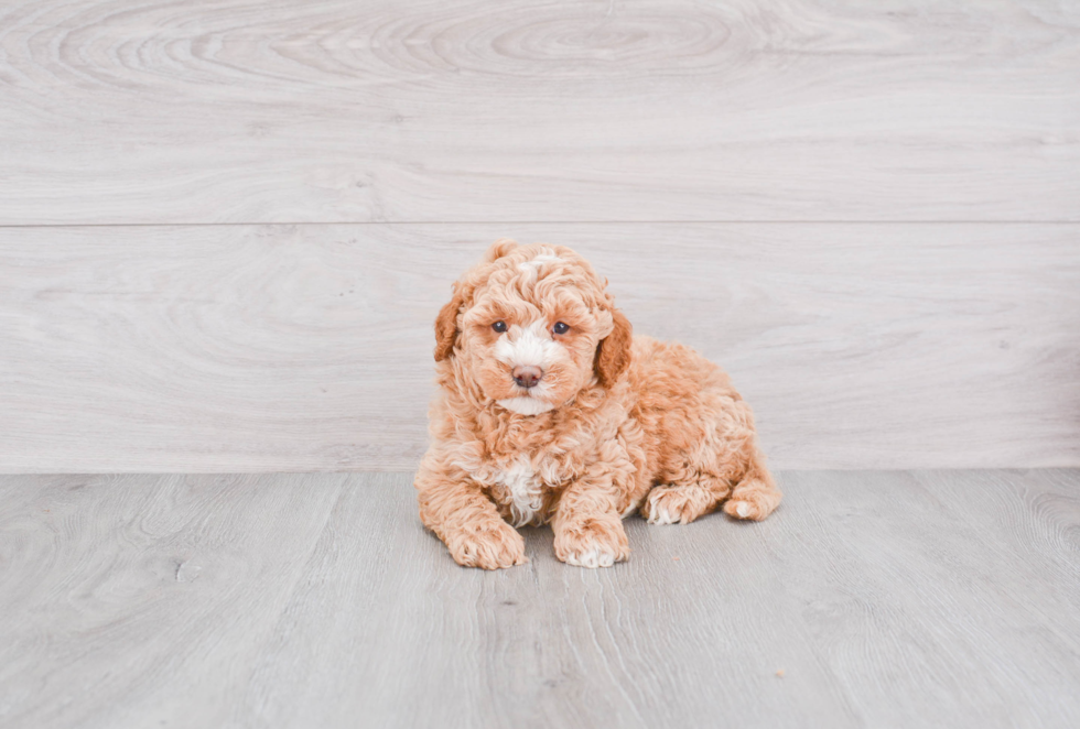 Playful Golden Retriever Poodle Mix Puppy