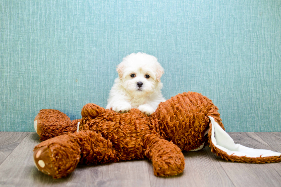 Playful Maltese Poodle Poodle Mix Puppy