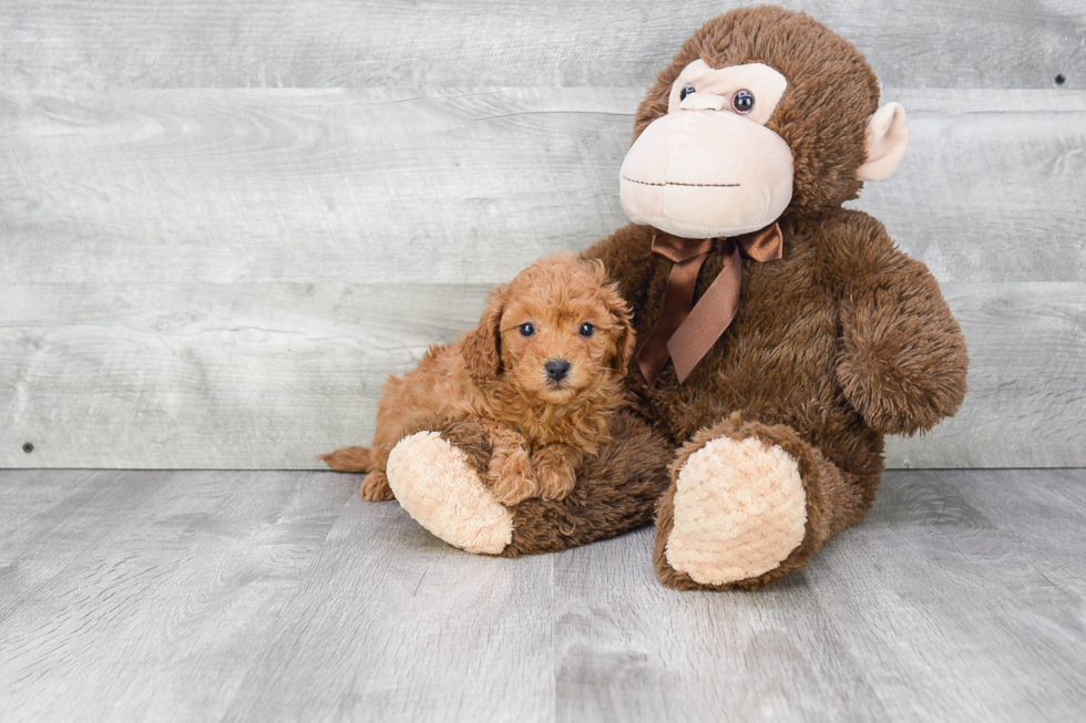 Best Cavapoo Baby