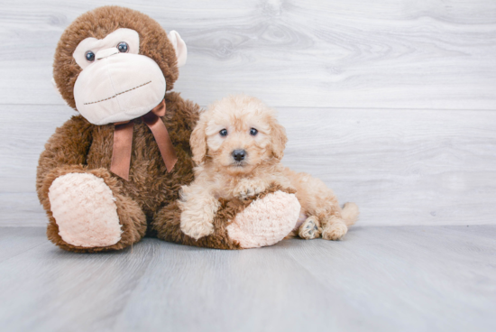 Mini Goldendoodle Puppy for Adoption