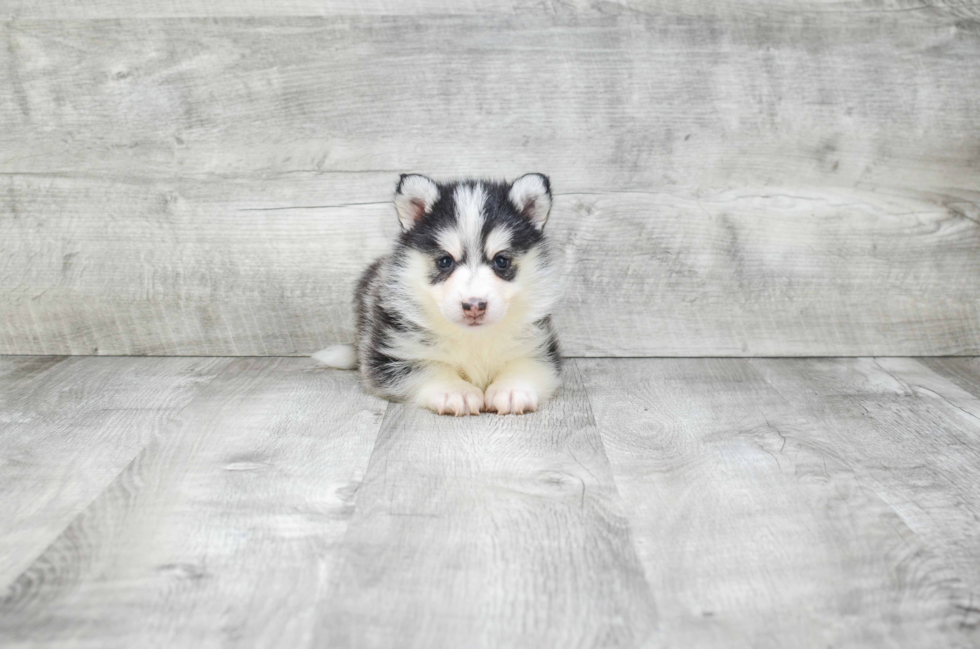 Pomsky Puppy for Adoption