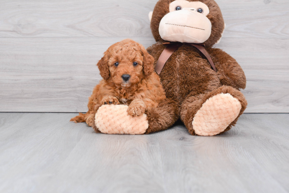 Mini Goldendoodle Pup Being Cute