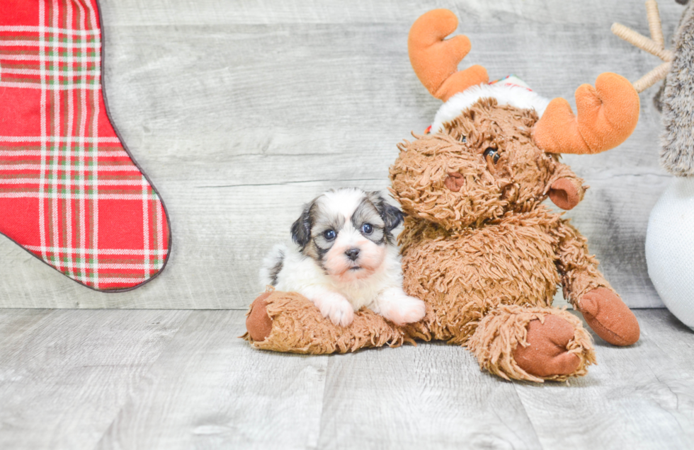 Smart Teddy Bear Designer Pup