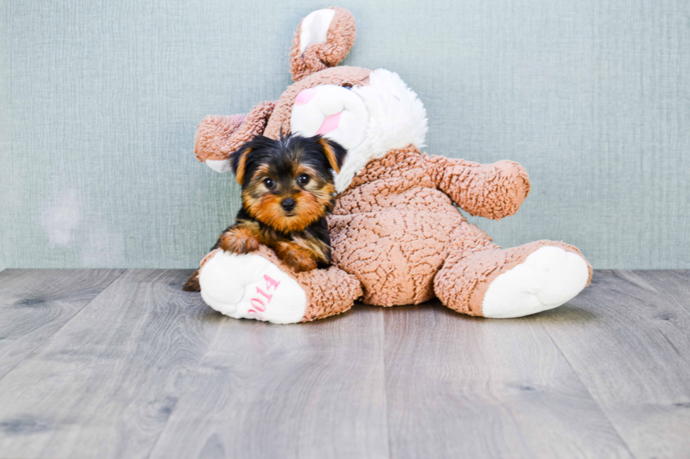 Meet Izzie - our Yorkshire Terrier Puppy Photo 