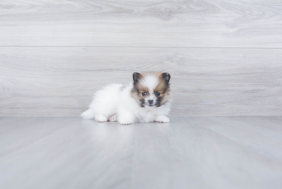 Friendly Pomeranian Purebred Pup