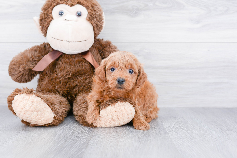 Best Mini Goldendoodle Baby